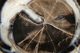 Petrified Wood (Schinoxylon) Round - Blue Forest, Wyoming #263929-1